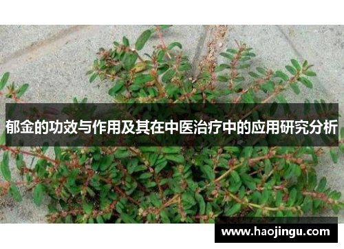 郁金的功效与作用及其在中医治疗中的应用研究分析