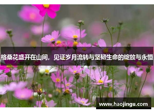 格桑花盛开在山间，见证岁月流转与坚韧生命的绽放与永恒